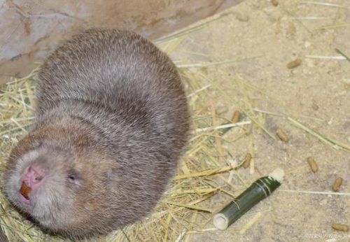 国家解禁竹鼠养殖!最新政策解读插图 国家解禁竹鼠养殖!最新政策解读插图