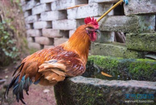 鸡嗦囊硬邦邦的如何治疗?鸡嗉囊硬化的治疗方法?插图1 鸡嗦囊硬邦邦的如何治疗?鸡嗉囊硬化的治疗方法?插图1