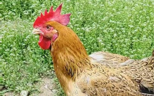 鸡食袋胀气应喂什么药？鸡嗉囊胀气的药物治疗？插图