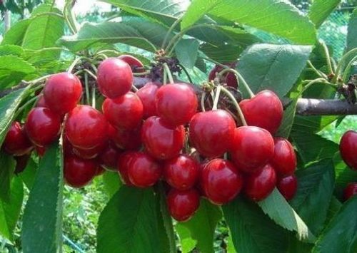 会东网：优质黄樱桃名称揭晓？最好的黄樱桃名叫什么？插图1