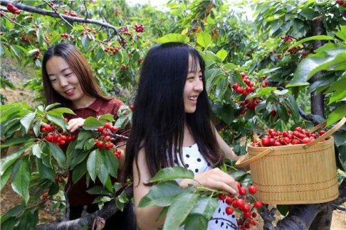 会东网:辉煌1-5大樱桃品种概览?辉煌1-5大樱桃品种介绍?-会东网