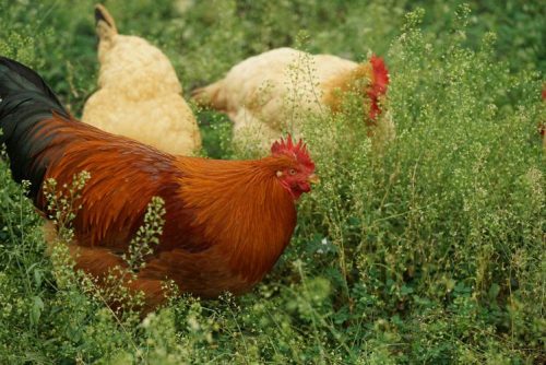 小鸡胀嗉如何处理?小鸡胀嗉怎么治疗?插图1 小鸡胀嗉如何处理?小鸡胀嗉怎么治疗?插图1