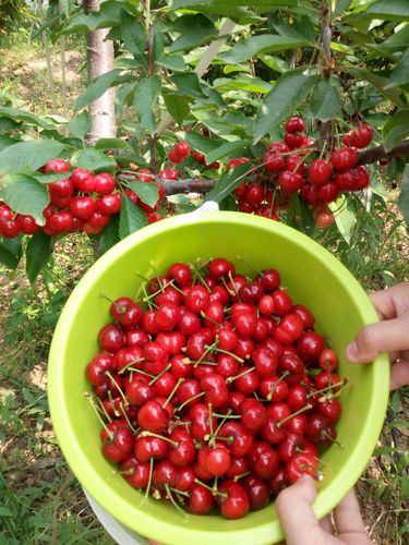 会东网：优质黄樱桃名称揭晓？最好的黄樱桃名叫什么？-会东网