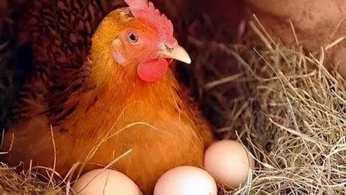 鸡嗉子吃多了会怎么样?鸡嗉囊过度进食的后果?-会东网