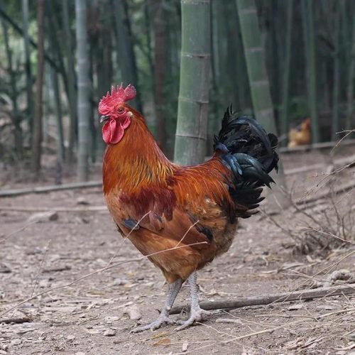 鸡嗉子软绵绵的是怎么回事?鸡嗉囊软化的原因和处理?插图1 鸡嗉子软绵绵的是怎么回事?鸡嗉囊软化的原因和处理?插图1