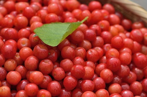 三农网:黄蜜樱桃成熟时间?黄蜜樱桃几月份成熟?-会东网