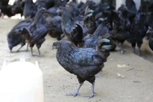 小鸡嗉囊鼓鼓的还一直吃怎么办？小鸡过度进食的处理方法？-会东网