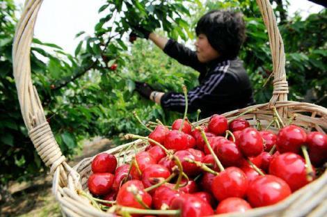 三农网:蜜大樱桃成熟期?黄蜜大樱桃几月份成熟?-会东网