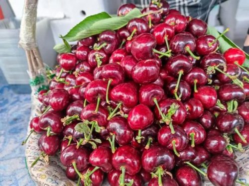 会东网:佳红与辉煌樱桃对比分析?佳红大樱桃与辉煌樱桃对比?插图1 会东网:佳红与辉煌樱桃对比分析?佳红大樱桃与辉煌樱桃对比?插图1