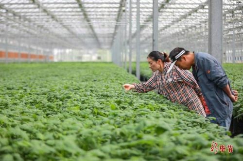 九幺抖音版(91农业种植网抖音版)——让农业种植变得更有趣插图1 九幺抖音版(91农业种植网抖音版)——让农业种植变得更有趣插图1