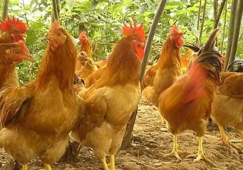 鸡嗉子吃多了会怎么样？鸡嗉囊过度进食的后果？插图1