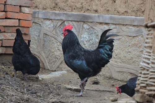 鸡噗嗤是指鸡胗吗？鸡噗嗤与鸡胗的区别？-会东网