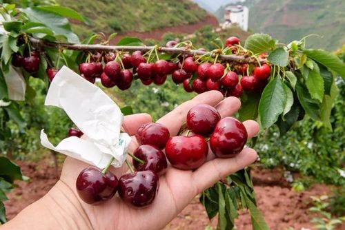 会东网:佳红与辉煌樱桃对比分析?佳红大樱桃与辉煌樱桃对比?-会东网