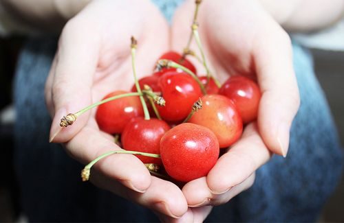 三农网：黄蜜樱桃成熟时间？黄蜜樱桃几月份成熟？插图