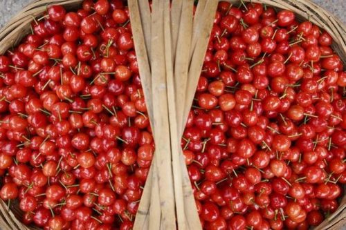 会东网:黄樱桃与红樱桃营养差异?黄樱桃和红樱桃的营养区别?插图 会东网:黄樱桃与红樱桃营养差异?黄樱桃和红樱桃的营养区别?插图