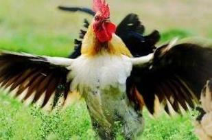 小鸡胀嗉如何处理?小鸡胀嗉怎么治疗?插图 小鸡胀嗉如何处理?小鸡胀嗉怎么治疗?插图