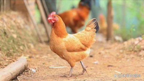 小鸡胀嗉如何处理?小鸡胀嗉的治疗方案?-会东网