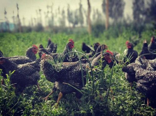 鸡嗦子软绵绵的是怎么回事?鸡嗉囊软化的原因?-会东网