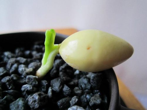 会东网：砸开杏核，揭秘种子发芽的秘诀！-会东网