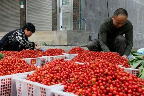 会东网:黄蜜属于大樱桃还是小樱桃?黄蜜是大樱桃还是小樱桃?插图1 会东网:黄蜜属于大樱桃还是小樱桃?黄蜜是大樱桃还是小樱桃?插图1