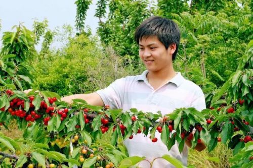 会东网:黄蜜属于大樱桃还是小樱桃?黄蜜是大樱桃还是小樱桃?-会东网