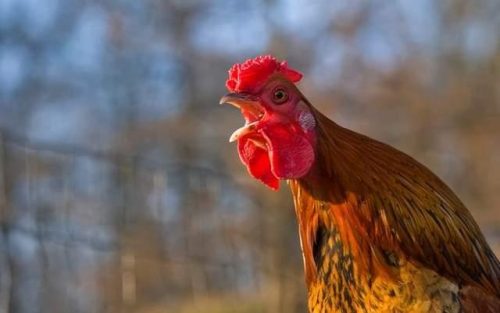 鸡食袋胀气应喂什么药?鸡嗉囊胀气的药物治疗?-会东网