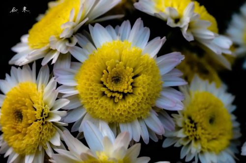 九幺叔教你怎样种植菊花插图1 九幺叔教你怎样种植菊花插图1