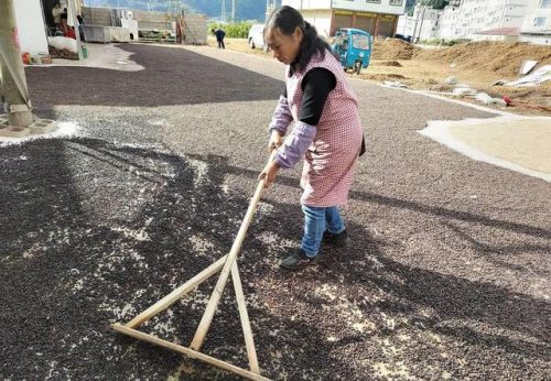 会东县华山松籽2024收购插图2 会东县华山松籽2024收购插图2