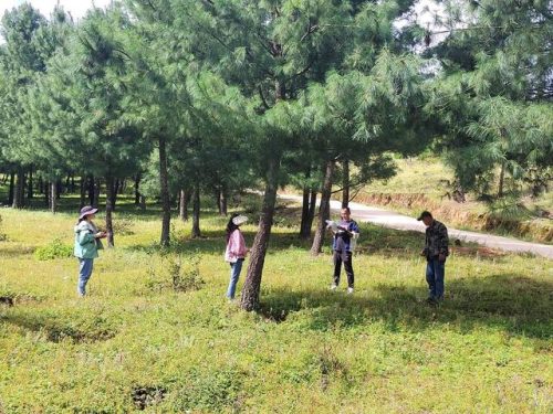 会东县:华山松科研助力乡村振兴,打造全国最大华山松种植基地-会东网