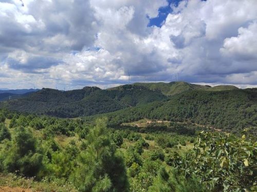 会东松籽:自然馈赠,品质之选-会东网