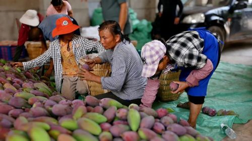 会东三农:铁柳镇可河村芒果丰收 助力乡村振兴示范样板产业插图2 会东三农:铁柳镇可河村芒果丰收 助力乡村振兴示范样板产业插图2