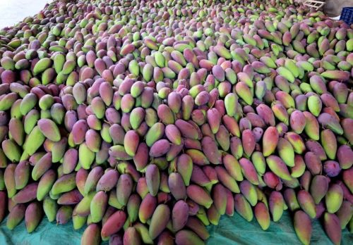 会东三农:铁柳镇可河村芒果丰收 助力乡村振兴示范样板产业插图3 会东三农:铁柳镇可河村芒果丰收 助力乡村振兴示范样板产业插图3