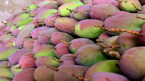 会东三农:铁柳镇可河村芒果丰收 助力乡村振兴示范样板产业插图 会东三农:铁柳镇可河村芒果丰收 助力乡村振兴示范样板产业插图