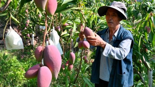 会东三农:铁柳镇可河村芒果丰收 助力乡村振兴示范样板产业插图1 会东三农:铁柳镇可河村芒果丰收 助力乡村振兴示范样板产业插图1