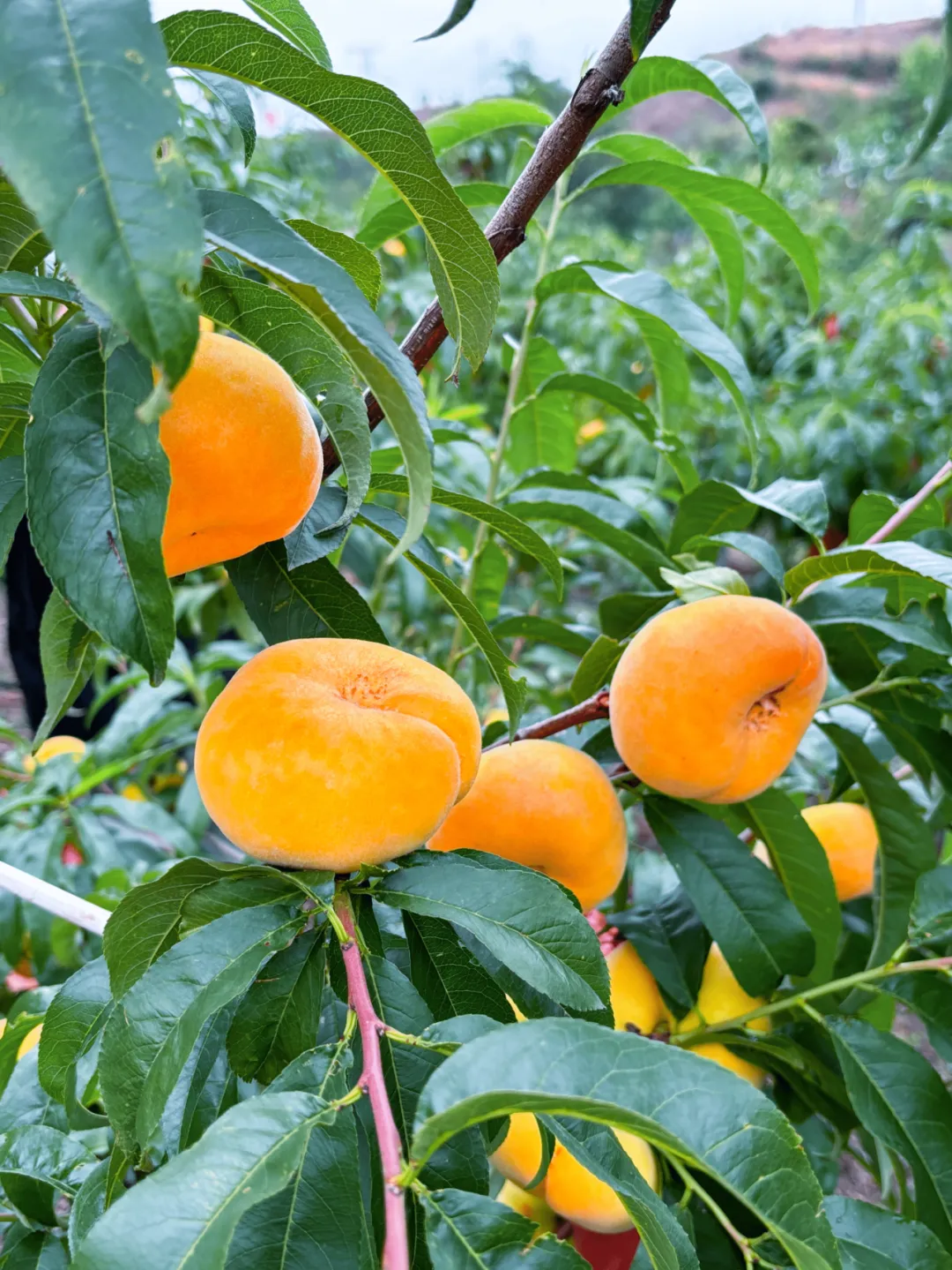 会东守洪种养殖专业合作社:金色蟠桃绘就乡村振兴新篇章插图1 会东守洪种养殖专业合作社:金色蟠桃绘就乡村振兴新篇章插图1