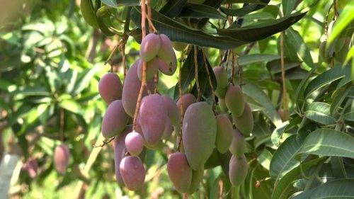 会东三农:铁柳镇可河村芒果丰收 助力乡村振兴示范样板产业插图4 会东三农:铁柳镇可河村芒果丰收 助力乡村振兴示范样板产业插图4