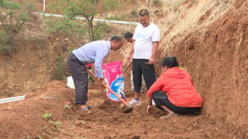 活大崇社区枇杷种植助力乡村振兴,特色产业农民增收插图 活大崇社区枇杷种植助力乡村振兴,特色产业农民增收插图