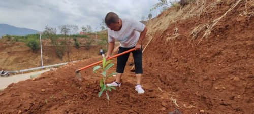 活大崇社区枇杷种植助力乡村振兴,特色产业农民增收插图2 活大崇社区枇杷种植助力乡村振兴,特色产业农民增收插图2