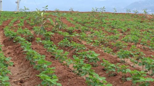 活大崇社区枇杷种植助力乡村振兴,特色产业农民增收插图4 活大崇社区枇杷种植助力乡村振兴,特色产业农民增收插图4