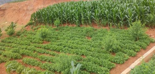 活大崇社区枇杷种植助力乡村振兴,特色产业农民增收插图5 活大崇社区枇杷种植助力乡村振兴,特色产业农民增收插图5