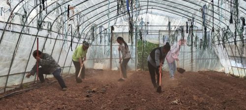 会东大崇镇果蔬产业蓬勃发展,乡村振兴展新篇-会东网