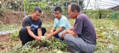 会东大崇镇果蔬产业蓬勃发展，乡村振兴展新篇插图2