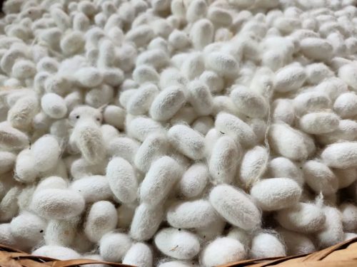 图片[1]-会东蚕茧收购创历史新高，我县蚕桑产业发展势头强劲-会东网