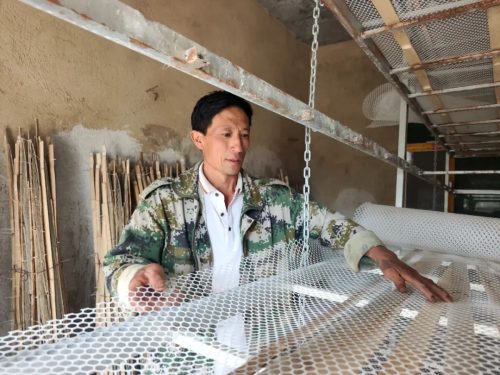 会东蚕茧收购创历史新高，我县蚕桑产业发展势头强劲-会东网