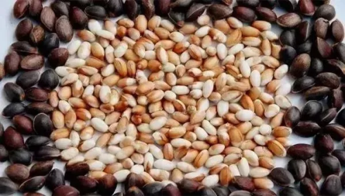 会东美食之旅:从山野到餐桌的八大地理标志性美味探秘插图5 会东美食之旅:从山野到餐桌的八大地理标志性美味探秘插图5