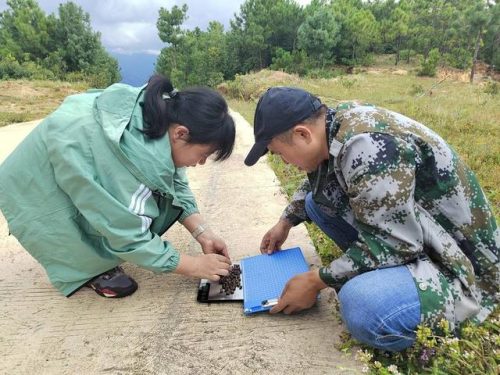 会东县:华山松科研助力乡村振兴,打造全国最大华山松种植基地插图2 会东县:华山松科研助力乡村振兴,打造全国最大华山松种植基地插图2