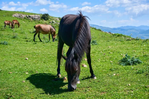 四川省凉山州会东县新街镇旅游攻略:探秘川南秘境小镇插图 四川省凉山州会东县新街镇旅游攻略:探秘川南秘境小镇插图