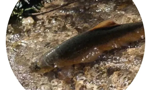 会东美食之旅:从山野到餐桌的八大地理标志性美味探秘插图6 会东美食之旅:从山野到餐桌的八大地理标志性美味探秘插图6