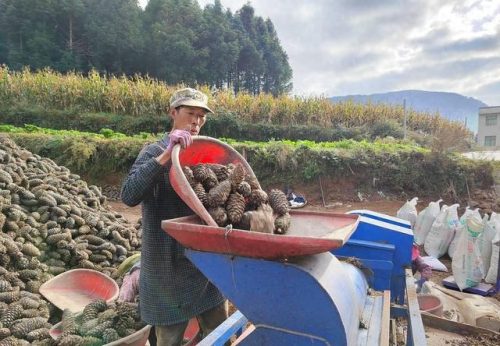 会东松籽:自然馈赠,品质之选插图1 会东松籽:自然馈赠,品质之选插图1