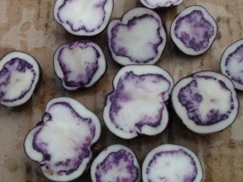 会东美食之旅:从山野到餐桌的八大地理标志性美味探秘插图3 会东美食之旅:从山野到餐桌的八大地理标志性美味探秘插图3